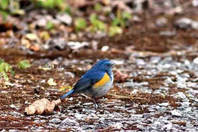 red-flanked bluetail Thailand 2014. Photo  Stefan Lithner