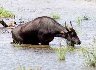 indian water buffalo  Sri Lanka 2014. Photo  Stefan Lithner
