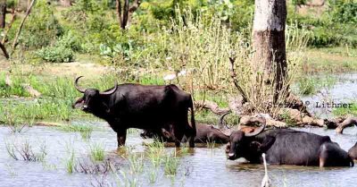 indian water buffalo  Sri Lanka 2014. Photo  Stefan Lithner