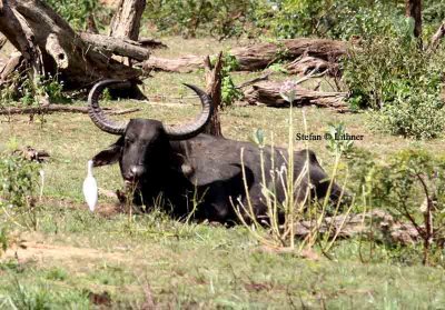 indian water buffalo  Sri Lanka 2014. Photo  Stefan Lithner