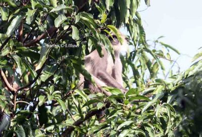 grey langur Sri Lanka 2014. Photo  Stefan Lithner