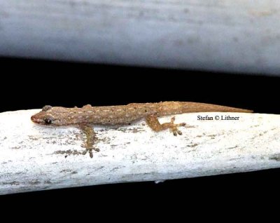 Brook´s House Gecko (Hemidactylus brookii) Sri Lanka 2014 Photo © Stefan Lithner