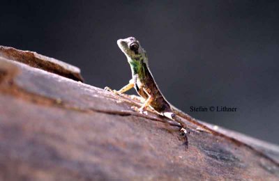 Wiegmanns kangaroo lizard (Otocryptis wiegmannii) Sri Lanka 2014. Photo  Stefan Lithner 