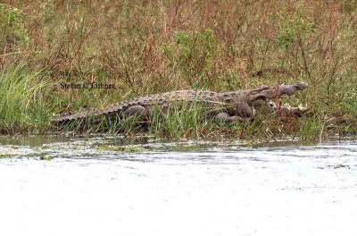 swamp crocodile (Crocodylus palustris) Sri Lanka 2014. Photo © Stefan Lithner