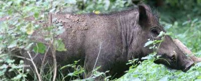 wild boar Sri Lanka 2014. Photo  Stefan Lithner