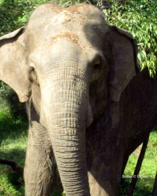 asian elephant Sri Lanka 2014. Photo  Stefan Lithner 