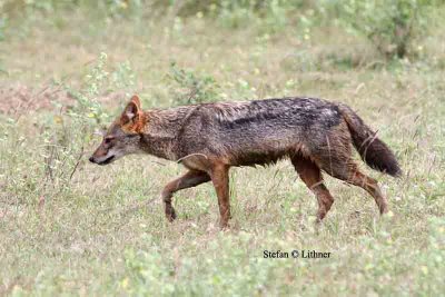 golden jackal Sri Lanka 2014. Photo  Stefan Lithner  