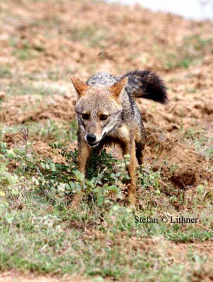 golden jackal Sri Lanka 2014. Photo  Stefan Lithner  