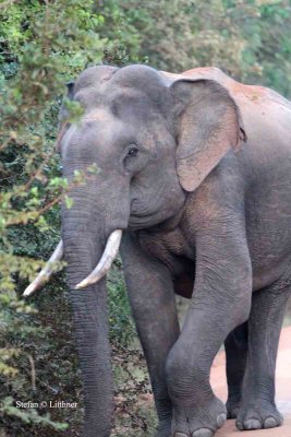 Mammals in Sri Lanka 2014