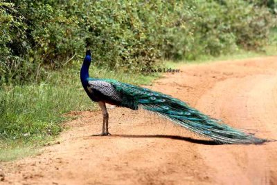 blue peacock Sri Lanka 2014. Photo © Stefan Lithner