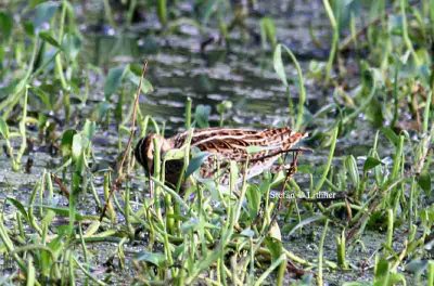pintail snipe Sri Lanka 2014. Photo  Stefan Lithner