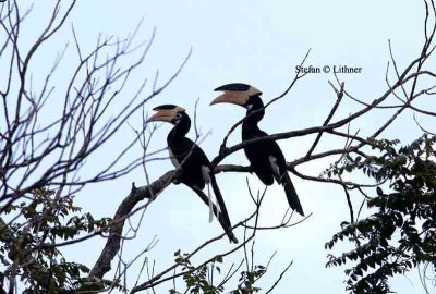 Malabar pied hornbill Sri Lanka 2014. Photo  Stefan Lithner