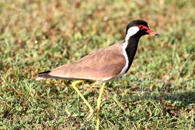red-wattled lapwing Sri Lanka 2014. Photo  Stefan Lithner