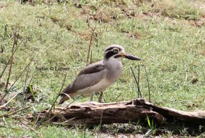 great thick-knee Sri Lanka 2014. Photo  Stefan Lithner