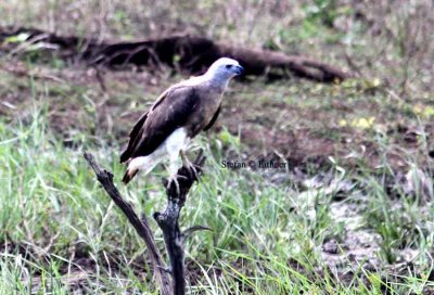 grey-headed fish-eagle Sri Lanka 2014. Photo  Stefan Lithner