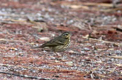 olive-backed pipit Sri Lanka 2014. Photo  Stefan Lithner