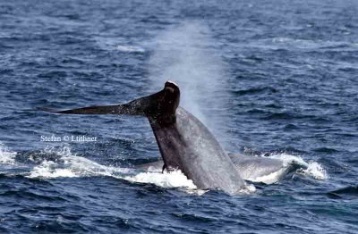 blue whale Sri Lanka 2014. Photo © Stefan Lithner