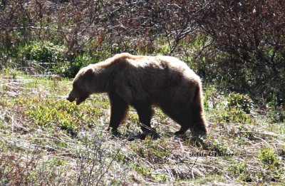 Mammals in Alaska 2014