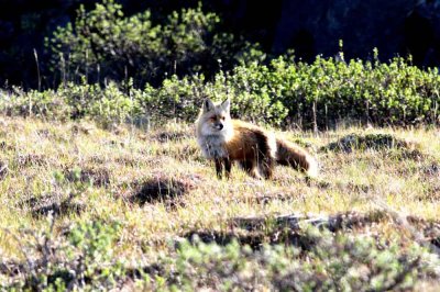 red fox (Vulpes vulpes). Photo Stefan  Lithner