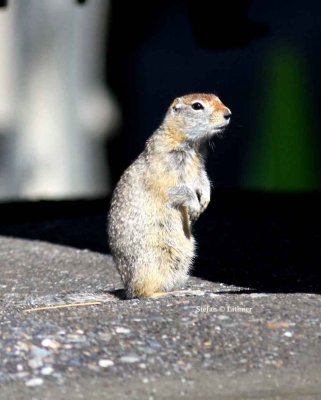 arctic ground -squirrel (Urocitellus parryi). Photo Stefan  Lithner