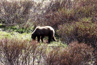 brown bear (Ursus arctos). Photo Stefan  Lithner