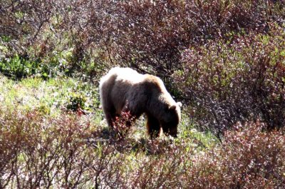 brown bear (Ursus arctos). Photo Stefan  Lithner