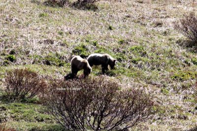 brown bear (Ursus arctos). Photo Stefan  Lithner