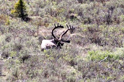 caribou (Rangifer tarandus). Photo Stefan  Lithner