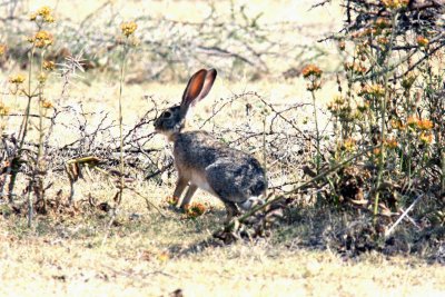 Scrub Hare. Photo Stefan  Lithner
