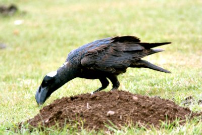 Thick-billed Raven. Photo Stefan  Lithner