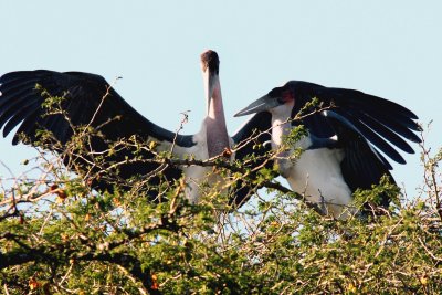 Marabou Stork. Photo Stefan © LithnerAW 151 Marabou Stork Ethiopia Nov 2007 S. Lithner-B.jpg