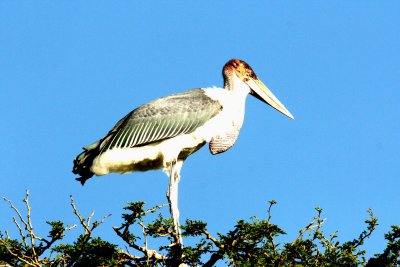 Marabou Stork. Photo Stefan © Lithner