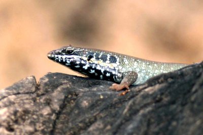Five-lined Skink (Mabuya quinquetaeniata) Photo Stefan © Lithner