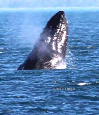 humpback whale (Megaptera novaeanfliae) beginning of jump. Photo Stefan  Lithner