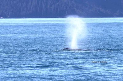 humpback whale (Megaptera novaeanfliae) blowing. Photo Stefan  Lithner