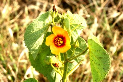 Abutilon hirtum NechSahr Ethiopia. Photo Stefan © Lithner
