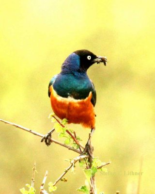 Superb Starling. Photo Stefan © Lithner