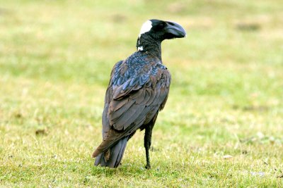  Thick-billed Raven. Photo Stefan  Lithner