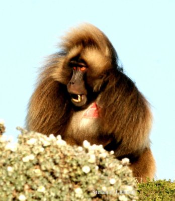 Gelada baboon. Photo Stefan © Lithner