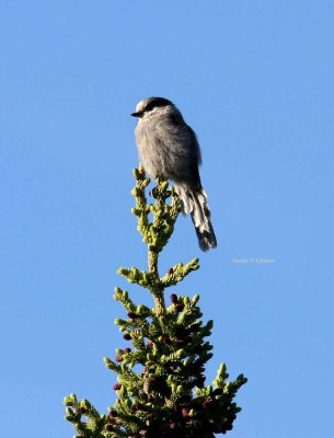 grey jay (Perisorius canadensis). Photo Stefan  Lithner