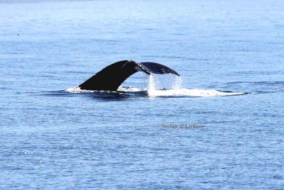 humpback whale (Megaptera novaeanfliae) diving. Photo Stefan  Lithner