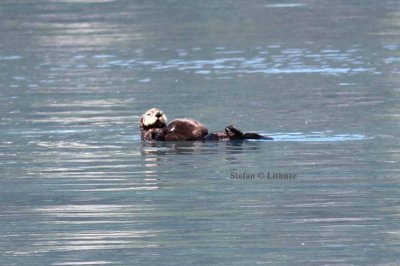 sea otter (Enhydra lutris). Photo Stefan  Lithner