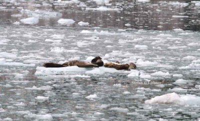 harbour seal (Phoca vitulina). Photo Stefan  Lithner