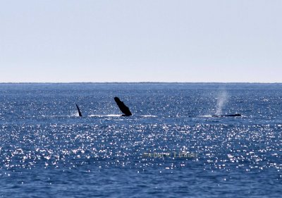 flipper-slapping