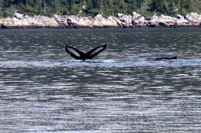 Humpback Whale Show Alaska 2014