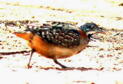 011 Madagascar button-quail male Ankarafantsika 081027 S. Lithner