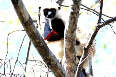 013 Coquerels sifaka Ankarafantsika 081026 S. Lithner