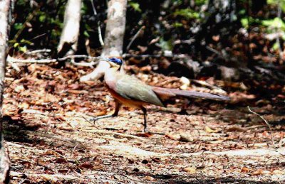 017 red-capped coua Ankarafantsika 081026 S. Lithner