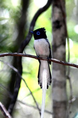 018 Madagaskar paradise flycatcher Ankarafantsika 081027 S. Lithner