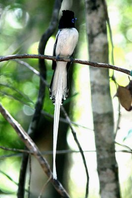 019 Madagaskar paradise flycatcher Ankarafantsika 081027 S. Lithner